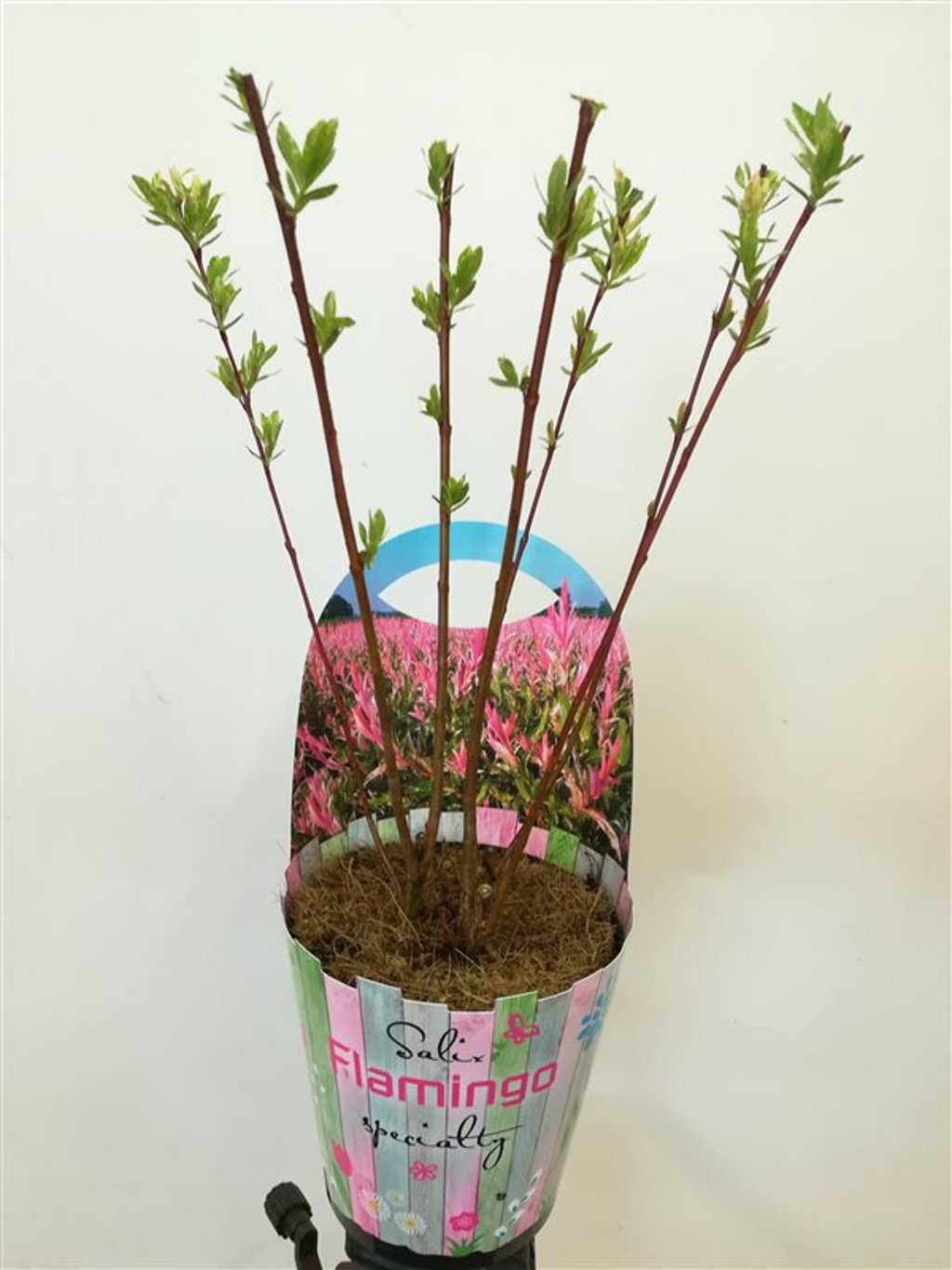 Salix integra 'Flamingo' - P12